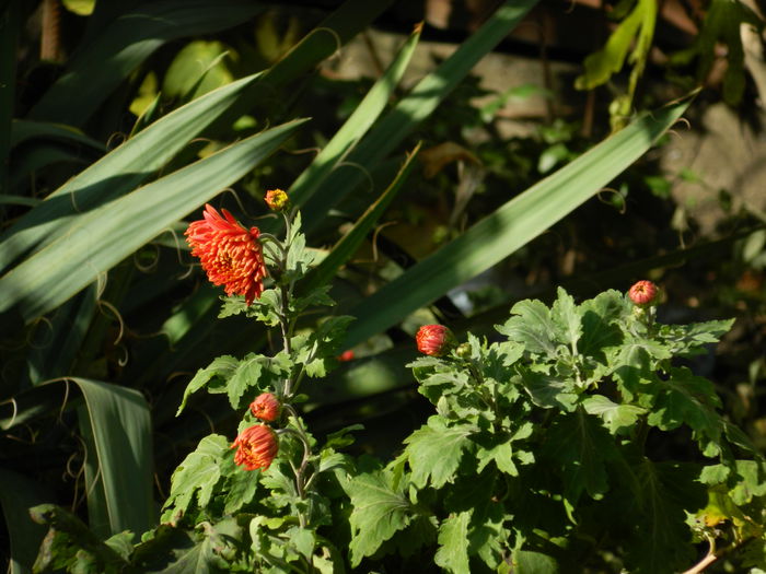 DSCN2964 - NOIEMBRIE_2_2014