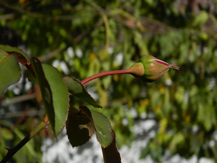 DSCN2970 - NOIEMBRIE_2_2014