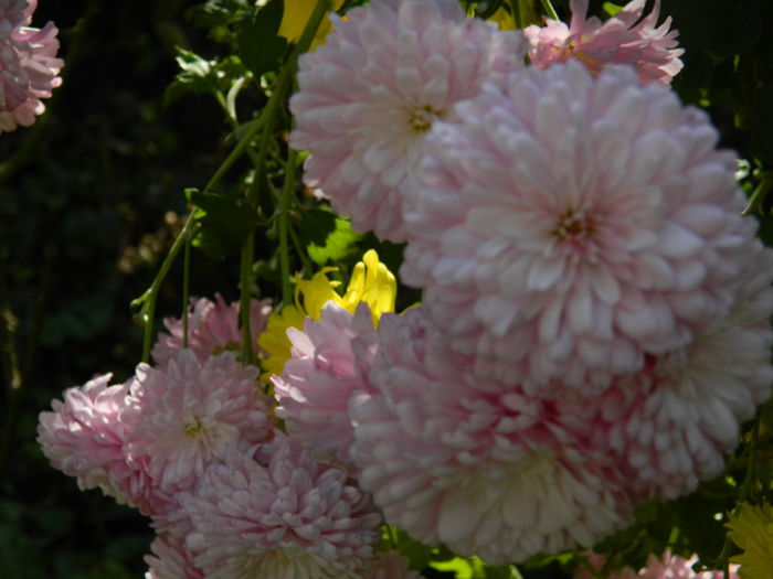 DSCN2976 - NOIEMBRIE_2_2014