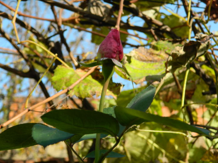 DSCN2988 - NOIEMBRIE_2_2014