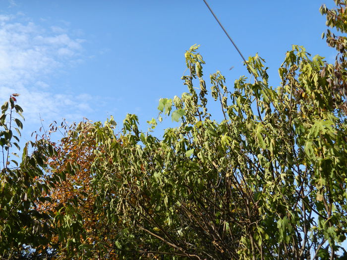 DSCN2993 - NOIEMBRIE_2_2014