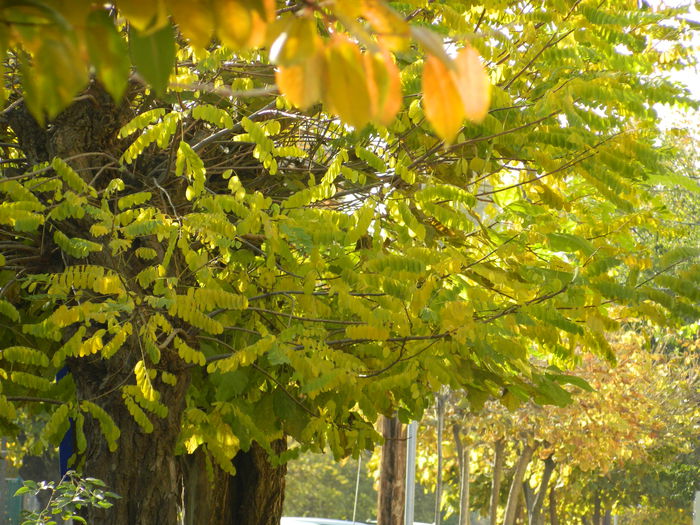 DSCN3004 - NOIEMBRIE_2_2014