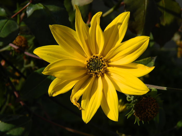 DSCN3018 - NOIEMBRIE_2_2014