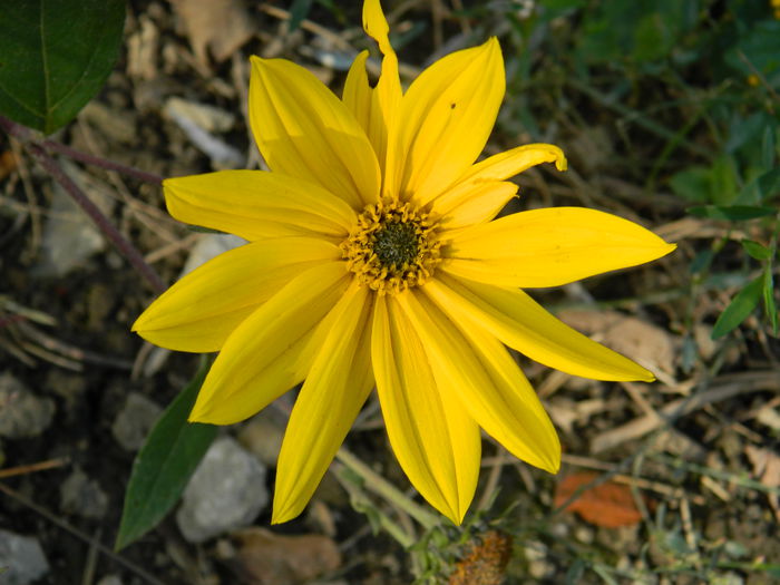 DSCN3021 - NOIEMBRIE_2_2014