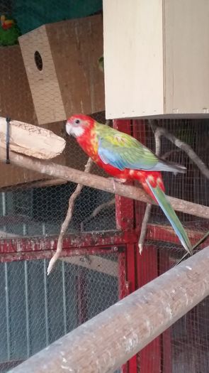 20140921_191004 - Rosella