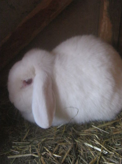 IMG_0093 - Berbec pitic