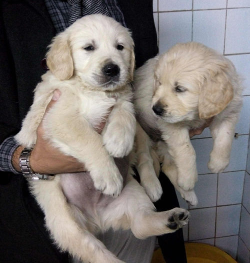 IMG_2014110 - GOLDEN RETRIEVER de vanzare