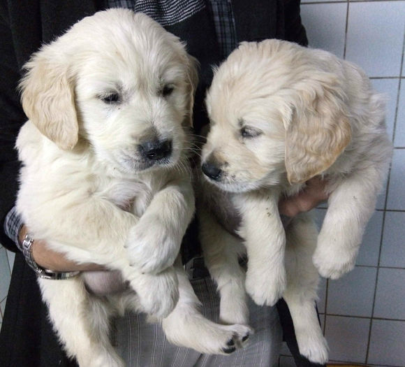 IMG_20141105_001350 - GOLDEN RETRIEVER de vanzare