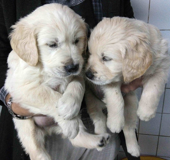 IMG_20141105_001351_1 - GOLDEN RETRIEVER de vanzare