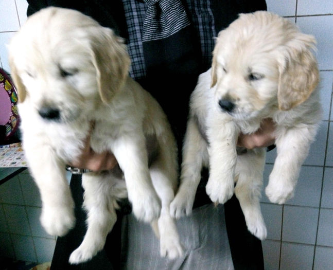 IMG_20141105_001403 - GOLDEN RETRIEVER de vanzare