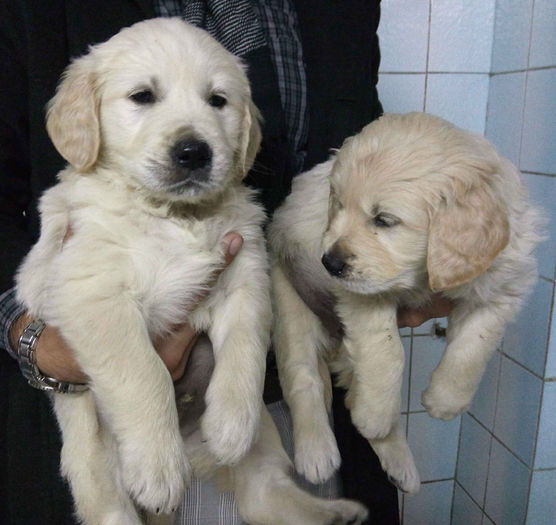 IMG_20141105_001445_5 - GOLDEN RETRIEVER de vanzare