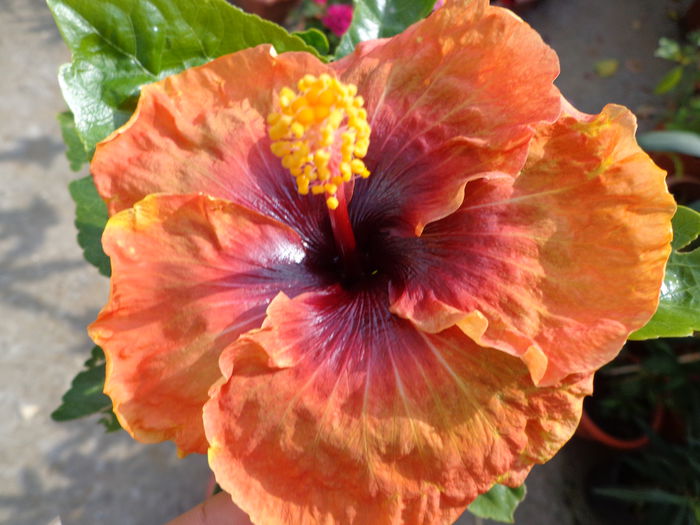 177 - HIBISCUS MOOREA