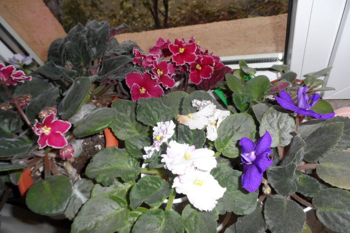 In dormitor, le admir in fiecare seara! - Violete africane