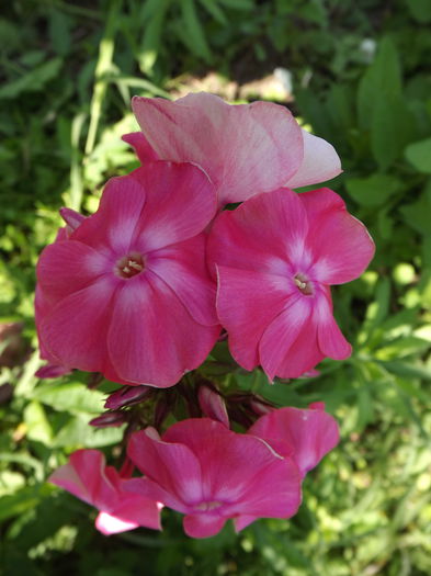 DSCF3263 - Flori amestec