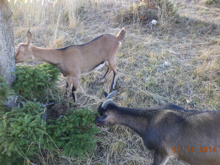 Alpinele valorifica scoarta de molid