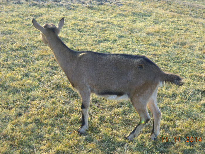 Caprioara atenta la vacute-2