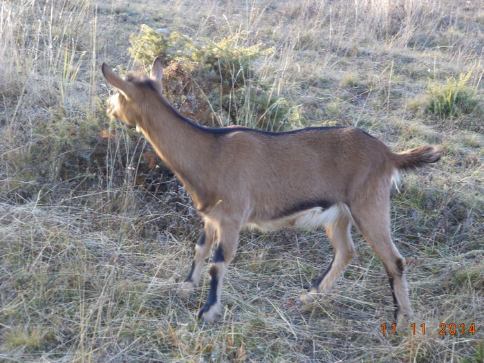 Caprioara atenta tare