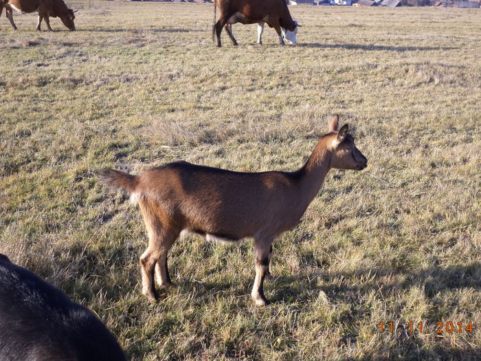 Caprioara si vacutele