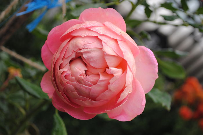 Jubilee Celebration, ultima floare,11 nov - Trandafiri si clematite III
