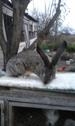 pregatita pt expozitie