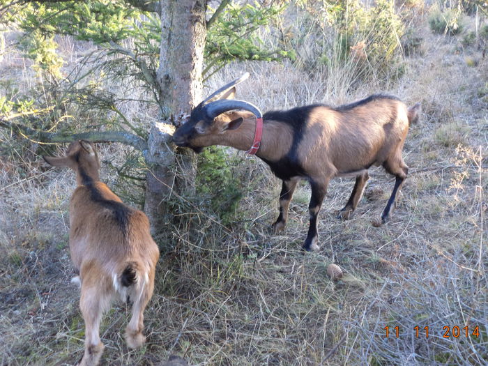 Iarasi la cetina si scoarta de molid