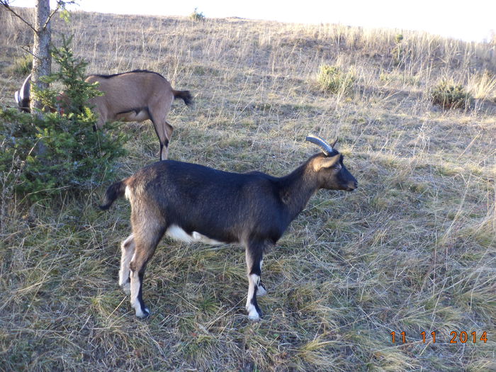 Negresa Alpina la pozat