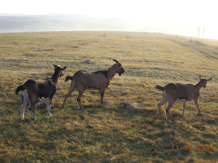 Se lasa ceata pe dealul vaii