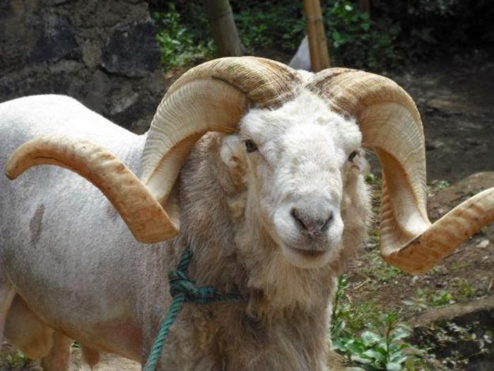Coarne de Domba Garut frumoase - Rase de oi si capre-Poze deosebite 2