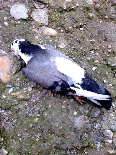 ultimu joc 50 100 de metri vazut de mine la doar 3 sap de zbor efectuat la mare inaltime......:(