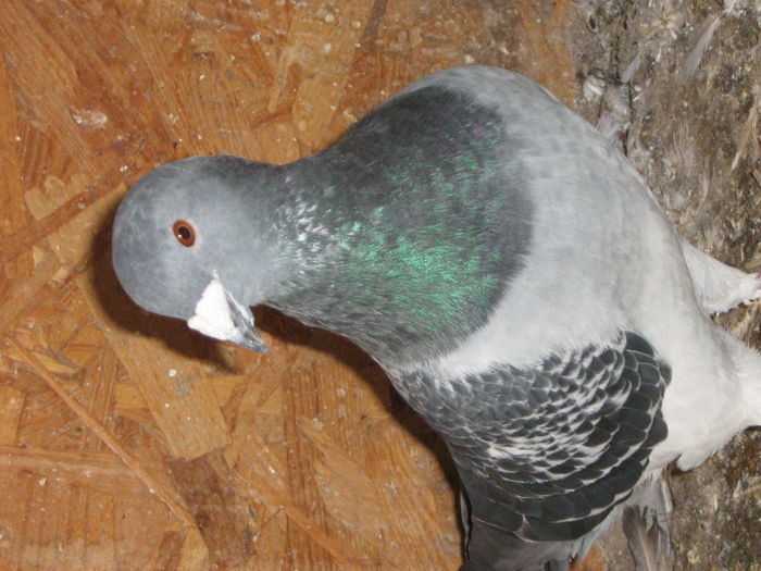 M 2012 - matca 2014_ Amintiri