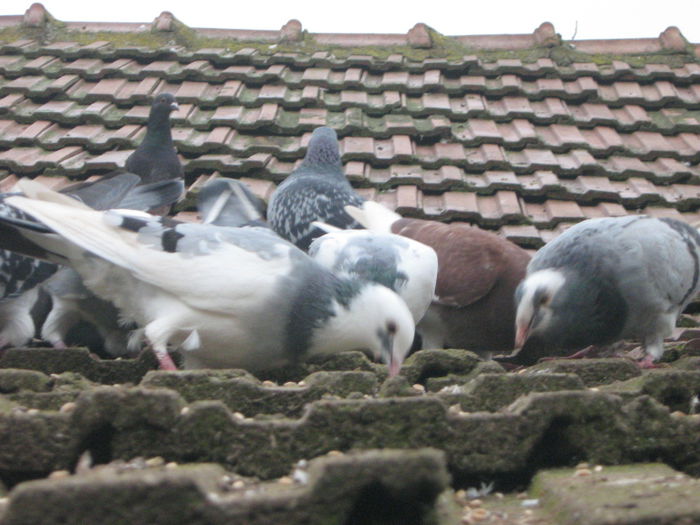 IMG_3028 - matca 2014_ Amintiri