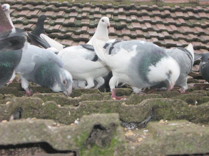 IMG_3029 - matca 2014_ Amintiri