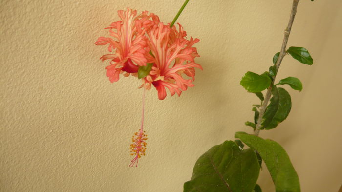 026 - Codruta schizopetalus