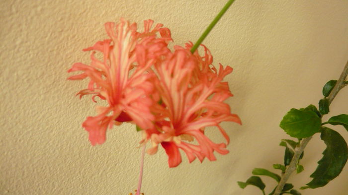 027 - Codruta schizopetalus