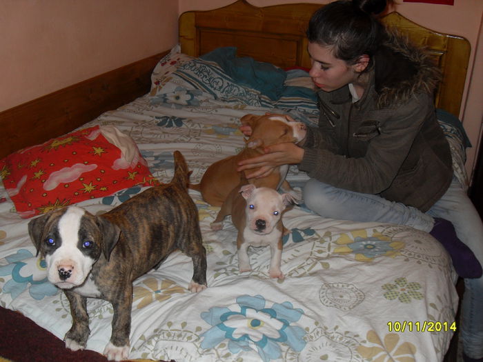 SDC14272 - poze catelusi pitbulll