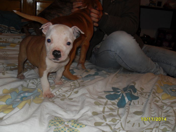 SDC14273 - poze catelusi pitbulll