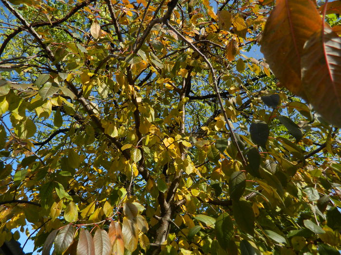 DSCN3038 - NOIEMBRIE_2_2014