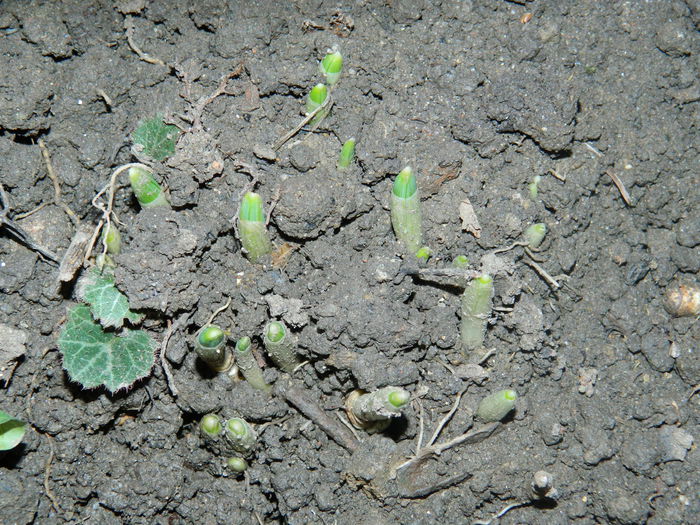 DSCN3069 - NOIEMBRIE_2_2014