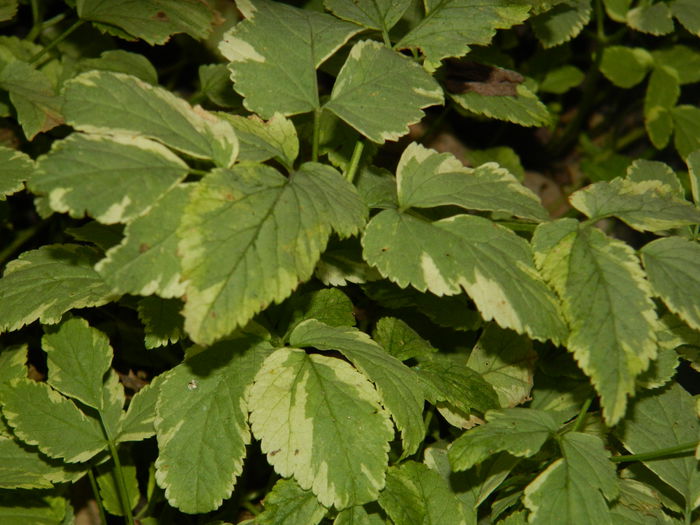 DSCN3086 - NOIEMBRIE_2_2014