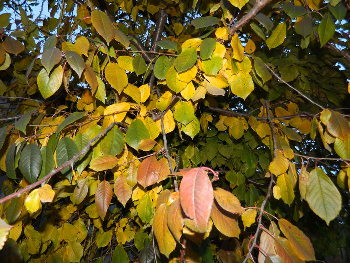 DSCN3126 - NOIEMBRIE_2_2014