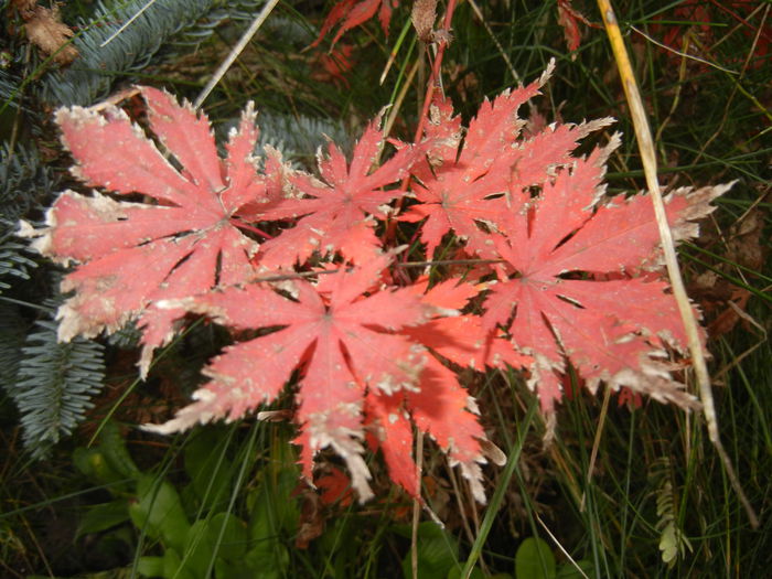 Acer palmatum Ariadne (2014, Nov.09)