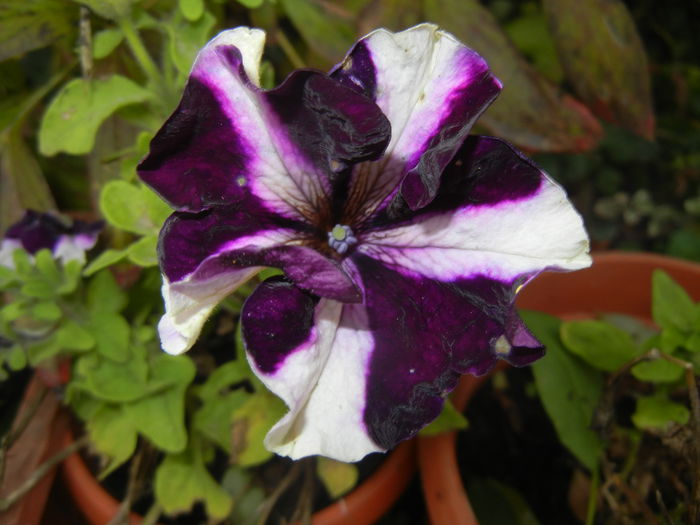 Petunia (2014, November 09) - PETUNIA Simple