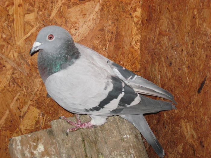 10645312_721766737899661_4342363385624293946_n