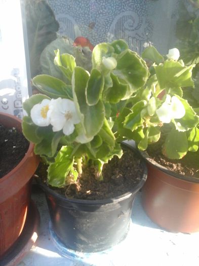 20141021_085513 - florile mele