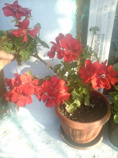 20141021_085501 - florile mele