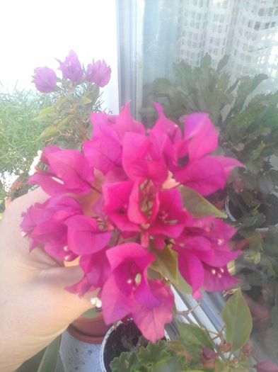 20141021_085442 - florile mele