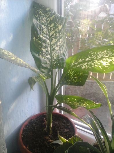 20141021_085412 - florile mele