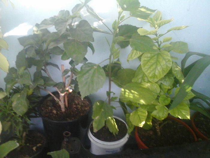 20141021_085356 - florile mele