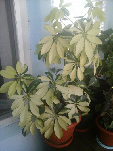 20141021_085343 - florile mele