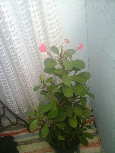 20141021_085311 - florile mele